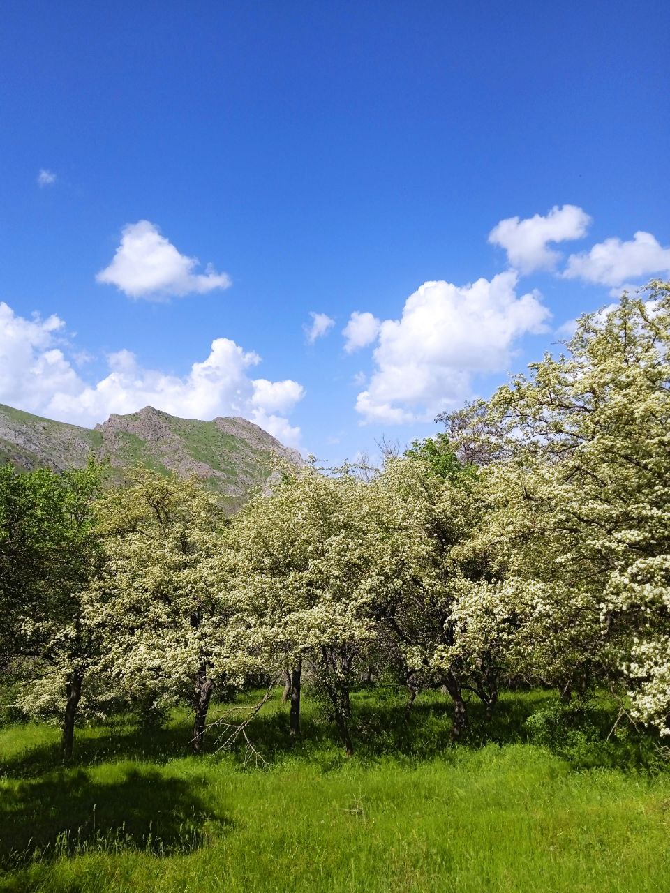 “Omonqo‘ton”  milliy tabiat bog‘i